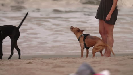 Pet-dog-playing-fetch-with-owners-on-beach-at-sunset