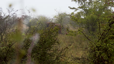 European-bison-bonasus-feeding-on-leaves-in-a-bushy-field,fog,Czechia