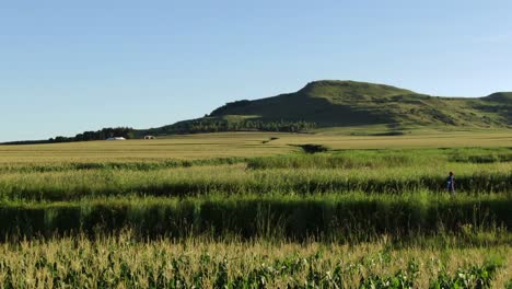 Aerial:-African-farmer-walks-in-tall-healthy-green-corn-field-of-maize