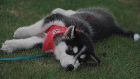 Lindo-Cachorro-De-Huskey-Siberiano-Tendido-En-La-Pista-De-Hierba-Infield