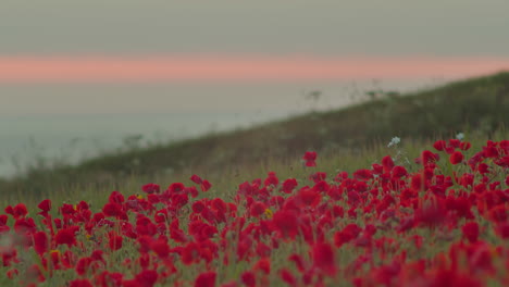 Blühende-Wildblumenmohnblumen-Bei-Sonnenuntergang-In-West-Pentire,-Newquay,-Cornwall,-England-–-Selektive-Fokusaufnahme