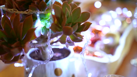 Succulent-pot-plant-with-fairy-lights,-slow-panning-shot-left-and-right