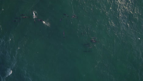 Top-View-Of-Pod-Of-Bottlenose-Dolphins-Swimming-In-The-Tasman-Sea-At-Daytime---drone-shot