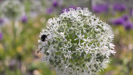 Close-up-shot-with-a-blurry-background-of-a-bee-gathering-nectar-from-wihte-Allium-flower-on-a-sunny-day