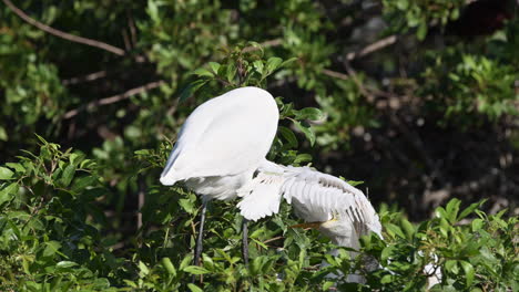 Great-white-Egret-chick-grabbing-and-holding-beak-of-parent-firmly,-Venice,-Florida,-USA