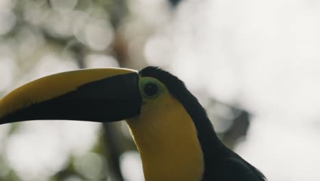 Close-Up-Of-Yellow-Throated-Toucan-Resting-On-The-Woods-In-Costa-Rica,-Central-America