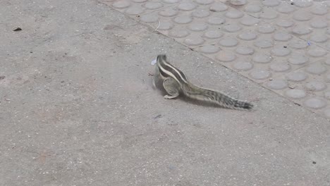 Cerca-De-La-Ardilla-India-De-Palma-De-Tres-Rayas-Comiendo-Maní-Del-Suelo