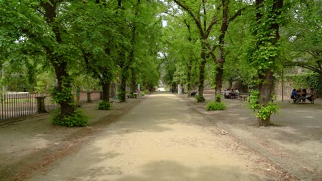 Callejón-De-árboles-En-El-Jardín-Botánico-De-La-Universidad-De-Coimbra