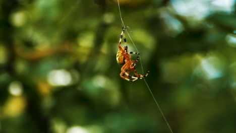 Spider-is-hanging-on-a-net-in-the-forest-during-sunny-day