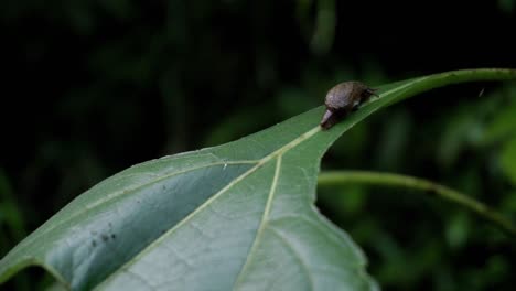 Close-up-shot-of-brown-baby-snail-resting-on-leaf-in-middle-rain-forest-of-Indonesia