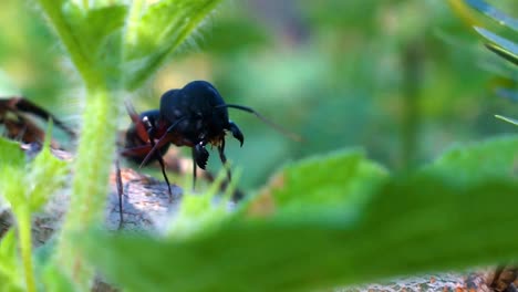 Close-up-of-black-ant,-walking-on-tree-branch-with-lot-of-leaves-and-greenery-as-surrounding