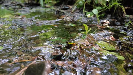 Green-leaves-submerged-in-a-water-creek-with-flowing-water