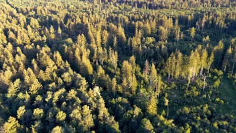 Drone-flies-over-bavarian-forest