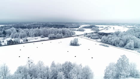 Weiße-Schneebedeckte-Feldwinterwunderlandlandschaft-Mit-Bäumen-Und-Dem-Horizont