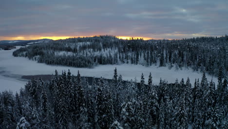 Aerial-orbiting-view-across-snow-covered-forest-treetops-towards-scenic-golden-sunrise-over-Lapland-mountains-horizon