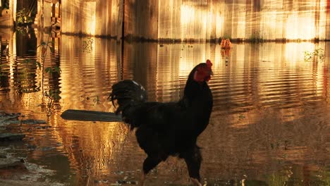 Un-Pollo-Corriendo-Por-La-Orilla-Del-Río-Amazonas-Al-Atardecer-En-Brasil