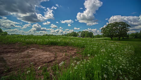 Wunderschöne-Aufnahme-Eines-Wilden-Weißen-Blumenfeldes-In-Ländlicher-Landschaft-Mit-Vorbeiziehenden-Wolken-Im-Zeitraffer