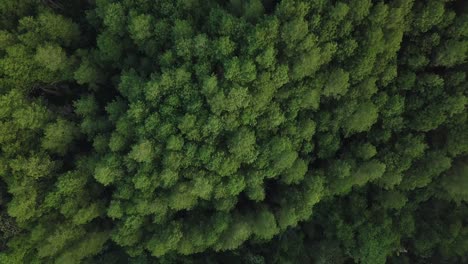Overhead-drone-shot-of-forest-with-dense-trees-on-mountain-range-in-slightly-foggy-weather