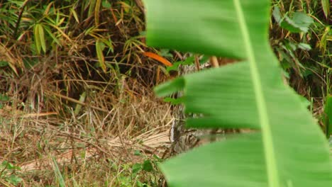 Young-black-girl-carrying-baby-sibling-on-her-back-while-walking-through-jungle