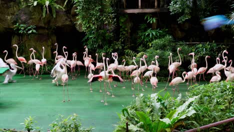 Große-Menge-An-Vögeln,-Flamingos,-Pelikanen-Und-Scharlacharas-Während-Einer-Zooshow