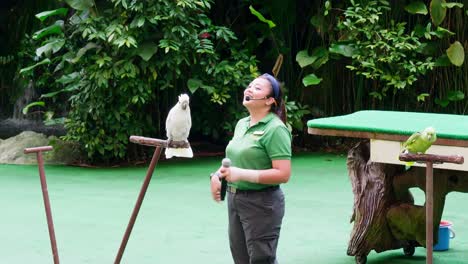 Kakadus-Und-Papageien-Zusammen-Mit-Ihrem-Trainer-In-Einem-Großen-Naturschutzgebiet