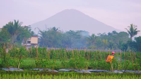 Statische-Aufnahme-Eines-Asiatischen-Bauern,-Der-In-Indonesien-Auf-Einem-Plantagenfeld-Arbeitet-Und-Pestizide-Versprüht