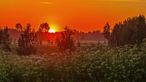 Ein-Leuchtender,-Goldener-Sonnenuntergang-Hinter-Den-Bäumen-Auf-Dem-Land-Und-Wildblumen-Im-Vordergrund-–-Zeitraffer