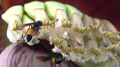 Lesser-banded-hornets-foraging-around-a-banana-flower-in-Thailand