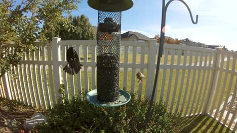 Eine-Grackle-Fliegt-In-Zeitlupe,-Um-An-Einem-Mit-Sonnenblumenkernen-Gefüllten-Futterhäuschen-Im-Hinterhof-Zu-Fressen