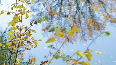 Bunte-Blätter-In-Der-Nähe-Des-Flusses-An-Sonnigen-Herbsttagen