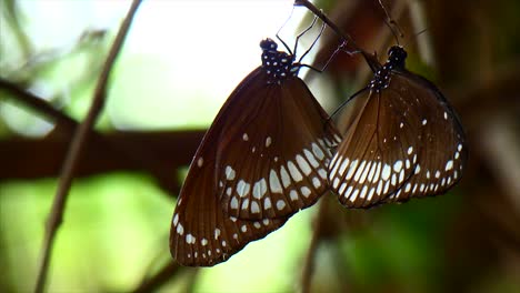 Schmetterling,-Liebe,-Zuneigung