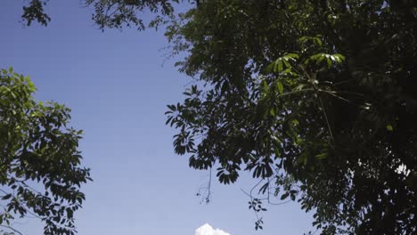 Tilt-up-shot-from-Mount-Agung-to-the-sky-and-trees