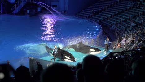 Killer-Whales-Dancing-at-a-Night-Show-at-SeaWorld-in-Orlando-in-Slow-Motion