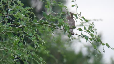 Common-nighthawk-...Common-nighthawk-..