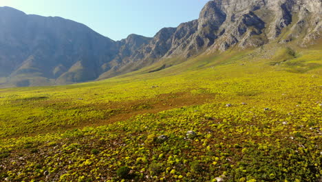 Vista-De-Pájaro-Volando-Sobre-Fynbos-arbustos-arbustos-De-Color-Amarillo-Brillante-Con-Montañas-De-Tonos-Azules-Como-Telón-De-Fondo