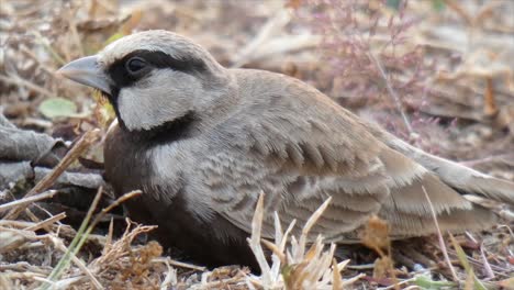 sparrow-sparrow-sparrow-sparrow-sparrow