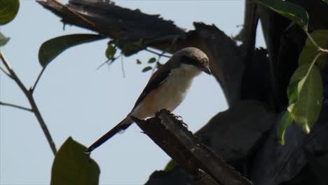 cedar-waxwing-cedar-waxwing--