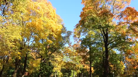 Hohe-Grüne-Und-Gelbe-Bäume-In-Einem-Park-Während-Der-Herbstsaison