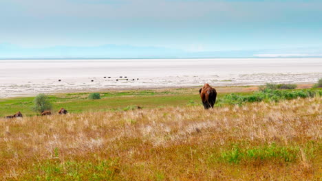 One-buffalo-joining-a-herd-of-buffalo-or-bison-as-they-walk-around-in-a-green-meadow-with-their-kids-in-the-springtime