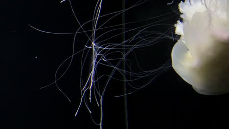 Medusas---Cyanea-Capilla---En-El-Acuario-De-Kamon,-Japón
