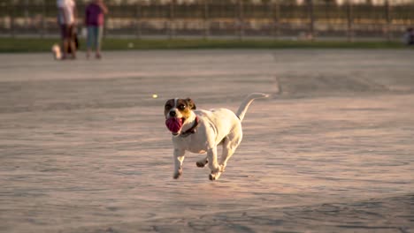 Ein-Kleiner-Jack-Russell-Rennt-Mit-Einem-Ball-Im-Maul-Durch-Einen-Hundepark-Im-Freien