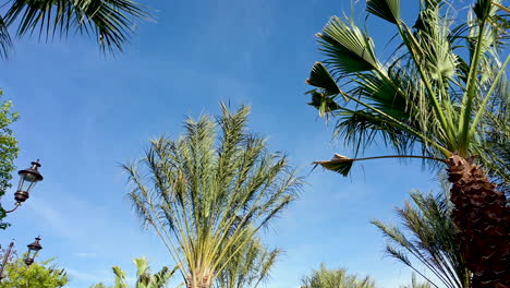 Slo-motion-palm-trees-blowing-by-wind-in-a-blue-sky-beautiful-day