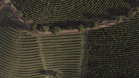 birds-view-drone-footage-over-plantation-Minas-Gerais,-Brasil