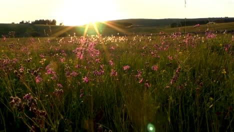 Wildflower-meadow-in-the-summertime-backlit-by-the-setting-sun-showing-plants-such-as-cotton-grass-and-ragged-robin