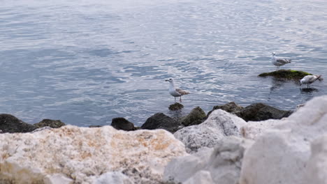 Wide-shot-of-seagull-standing-on-one-leg,-and-pulling-the-other-leg-up-against-the-warmth-of-its-body