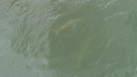 Toma-Aérea-De-Delfines-De-Río-Nadando-En-La-Superficie-Del-Agua-Del-Río,-Cachorro-Visto