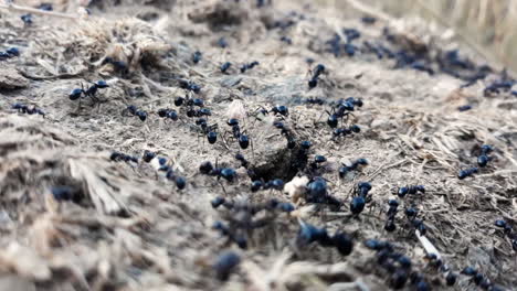 Nahaufnahmen-Von-Schwarzen-Ameisen,-Die-Einen-Vorrat-An-Nahrungsmitteln-Sammeln-Und-In-Zwei-Separaten-Zellen-Lagern