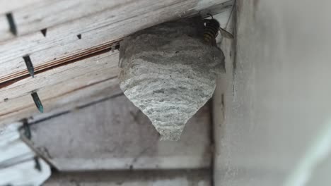 a-black-yellow-wasp-flies-to-its-nest-building-under-a-wooden-roof-overhang