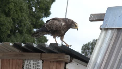 A-large-bird-of-prey-stalking-homing-pigeons-on-their-loft-roof