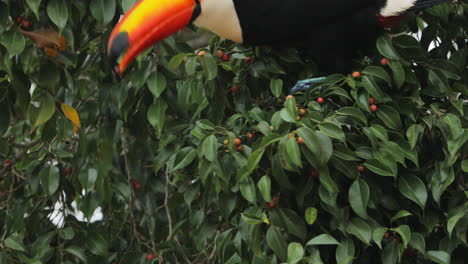 Primer-Plano-De-Tucán-Comiendo-Frutas-Pequeñas-En-El-árbol